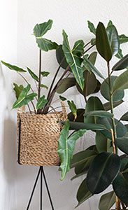 500_375 Nordic 2. materials - Indoor vegetation -iStock-1217213863